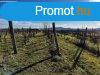 Panorms Szlvel teleptett pthet kertes mezgazdasgi 