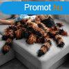ris plss tarantula