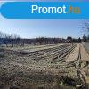 Csvharaszton 2672 m2-es belterleti ptsi telek